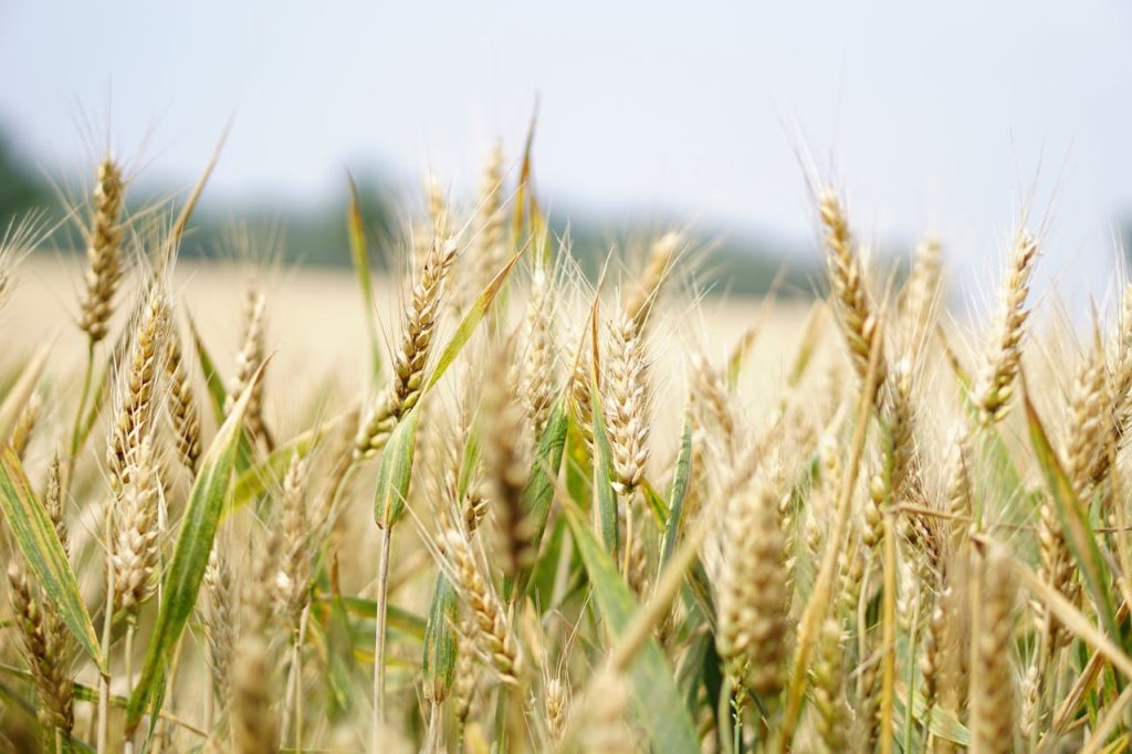 selective-focus-photography-of-wheat-field-265216 Close-up of a wheat field under a bright summer sky, perfect for agriculture and landscape themes.